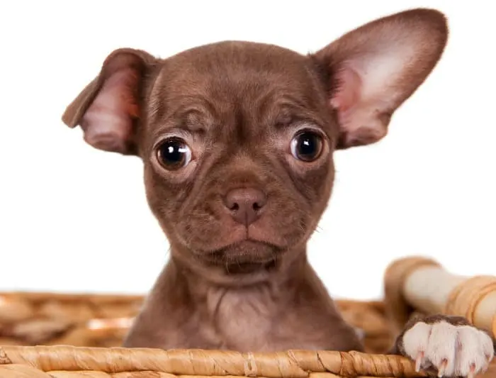 chocolate Chihuahua puppy 