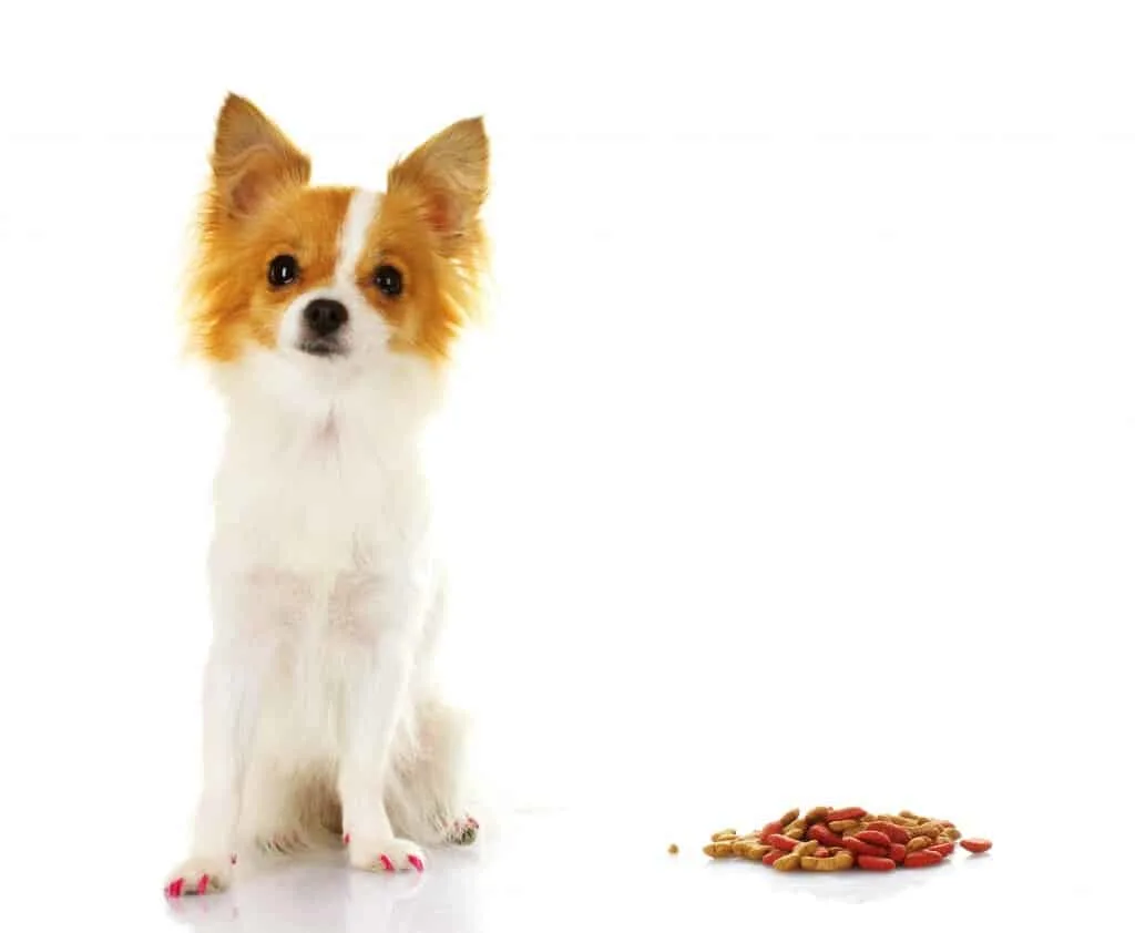 Hypoglycemia in dogs