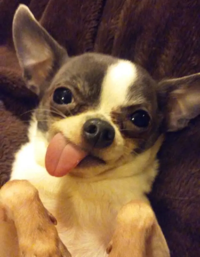 white and blue chihuahua with tongue hanging out