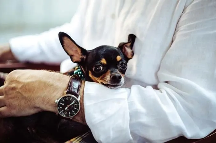 Man holding chihuahua in his lap.