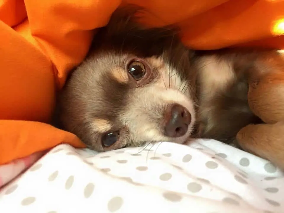 Chihuahua 2024 hypoglycemia seizure