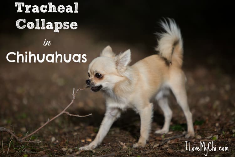 tracheal collapse in chihuahuas