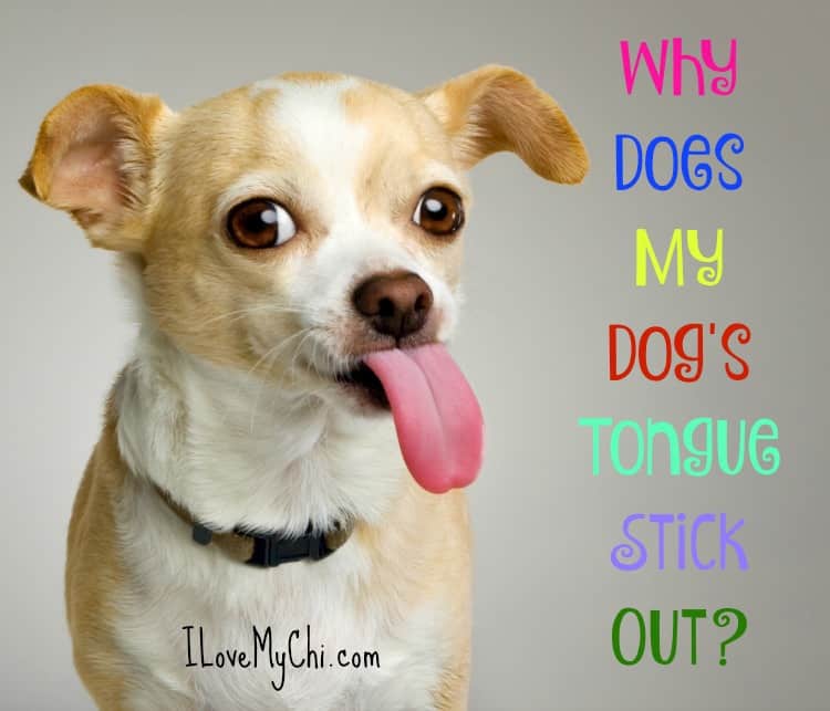 Why Does My Dog’s Tongue Stick Out?