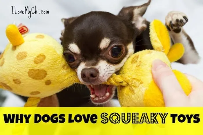 Why Dogs Love Squeaky Toys I My Chi