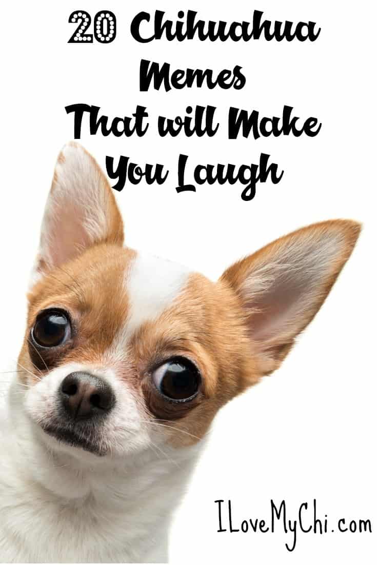 20 Chihuahua Memes That will Make You Laugh