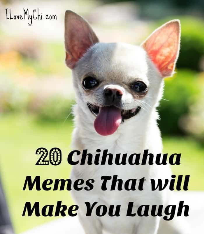 20 Chihuahua Memes That will Make You Laugh - I Love My Chi