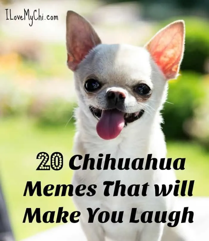 can you make dogs laugh