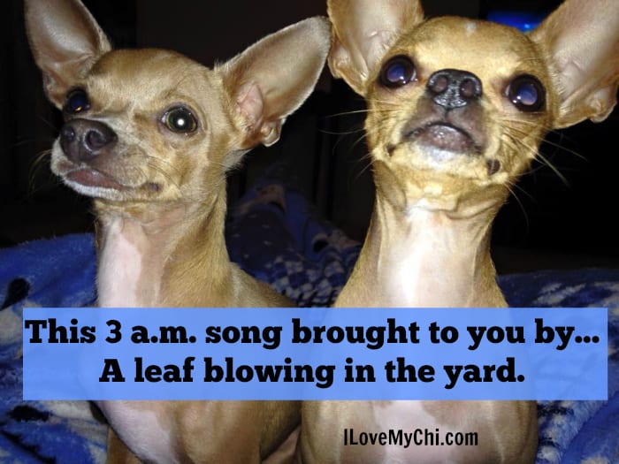 20 Chihuahua Memes That will Make You Laugh I Love My Chi