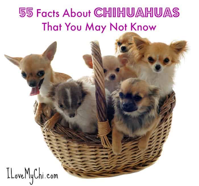 are chihuahuas descended from foxes