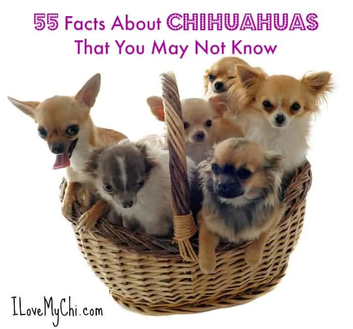 basket of various chihuahuas