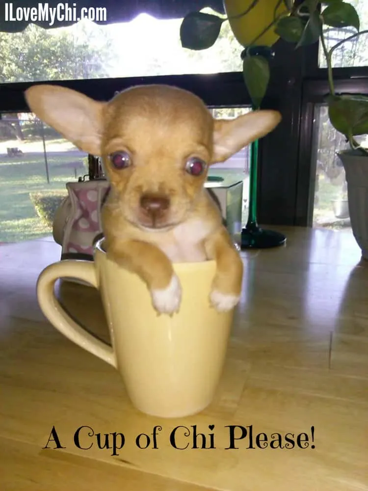 A cup of chi please!