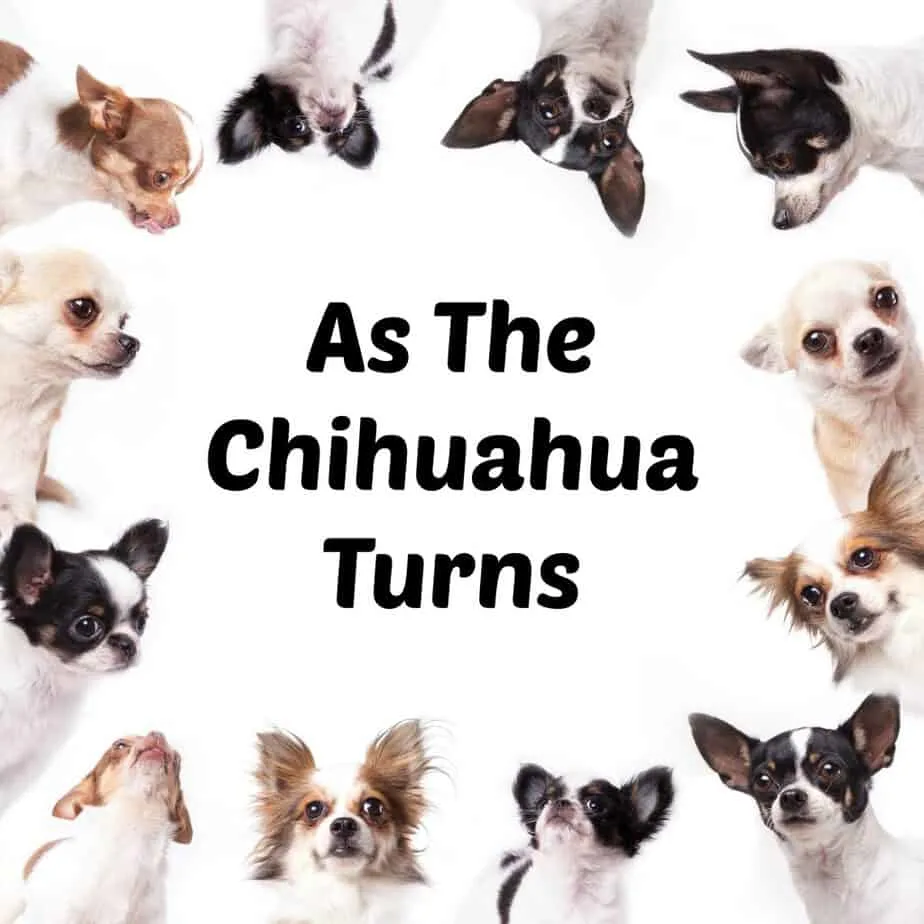 As the Chihuahua Turns
