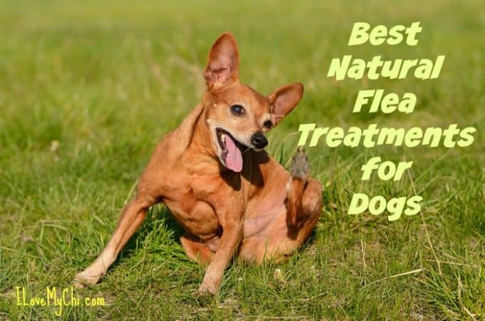 Best Natural Flea Treatments for Dogs - I Love My Chi