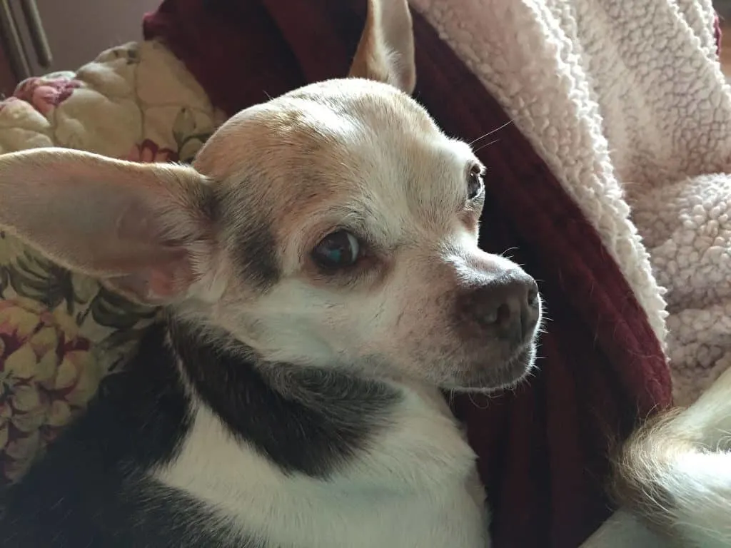 Tricolor senior Chihuahua.