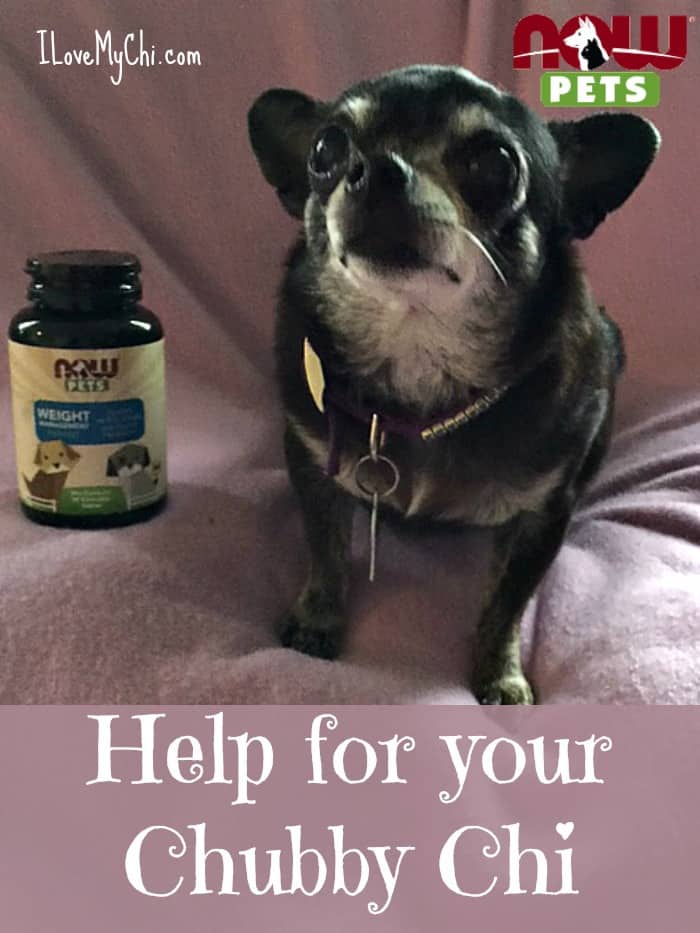 Help for your chubby chihuahua
