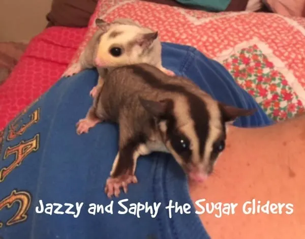 Jazzy and Saphy the sugar gliders