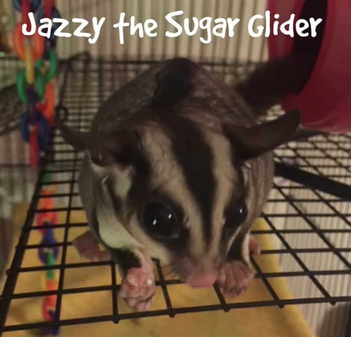 Jazzy the sugar glider