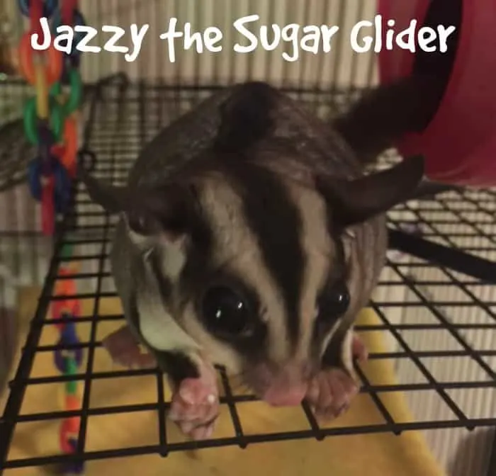 sugar glider