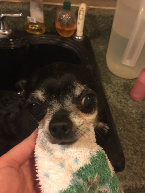 Kilo getting bathed