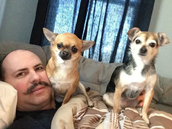 2 chihuahuas sitting on man laying down.