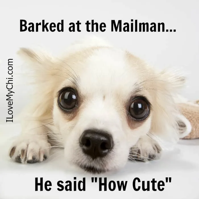 barked at mailman