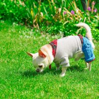 Small chihuahua in clothes outside smelling the grass.