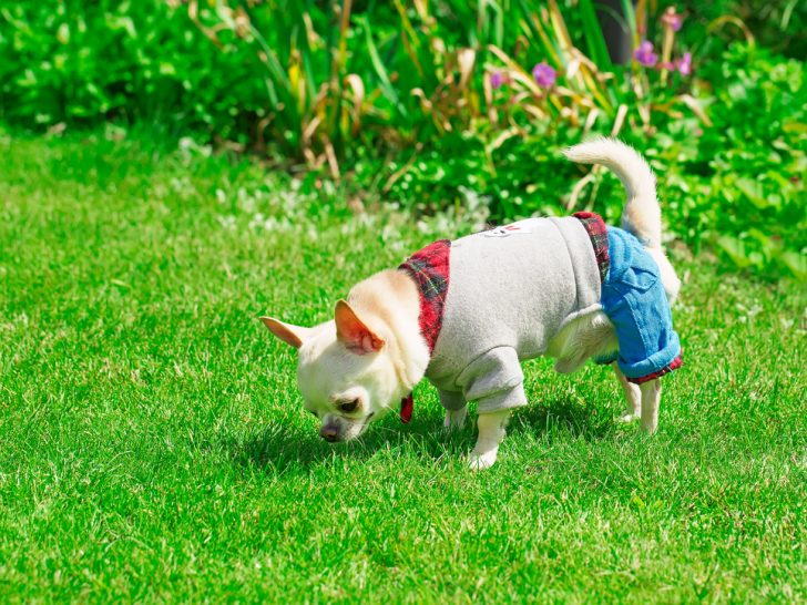 Small chihuahua in clothes outside smelling the grass.