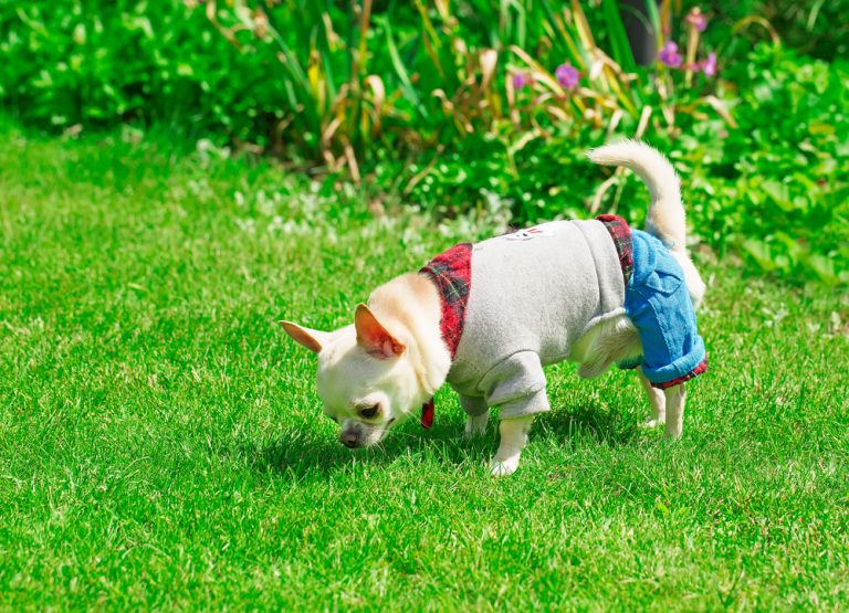 Small chihuahua in clothes outside smelling the grass.
