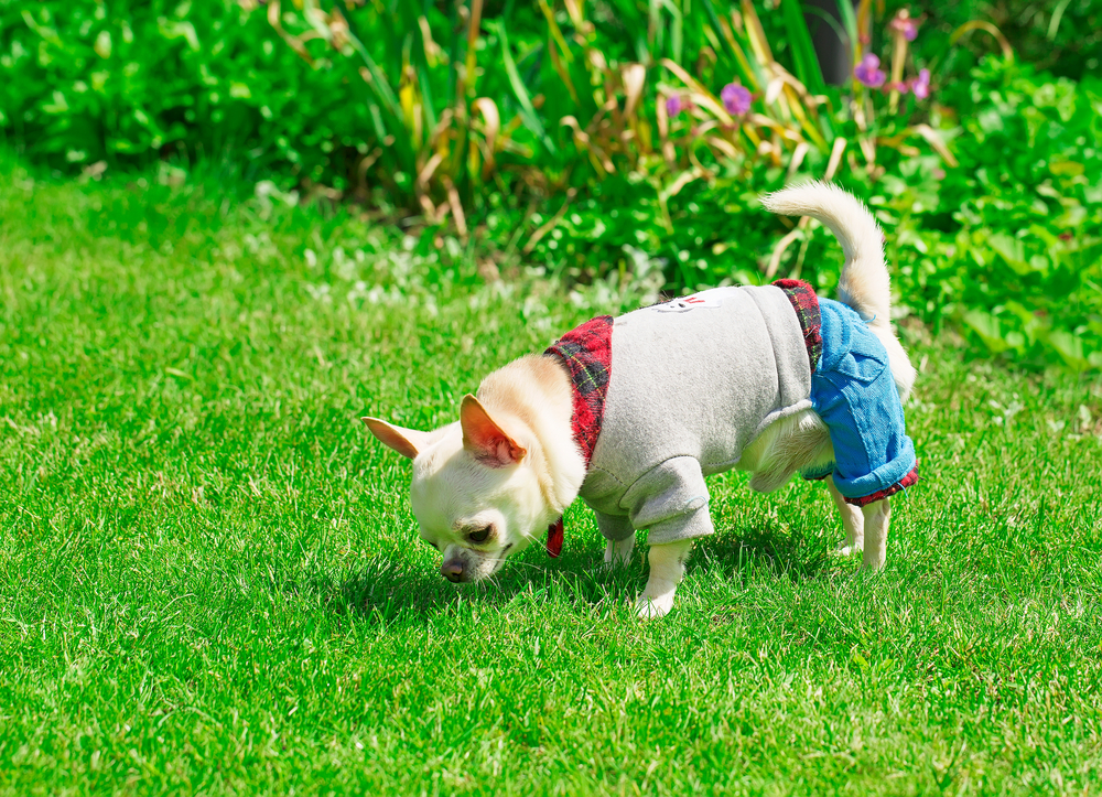 Chihuahua sniffing in grass wearing clothes.