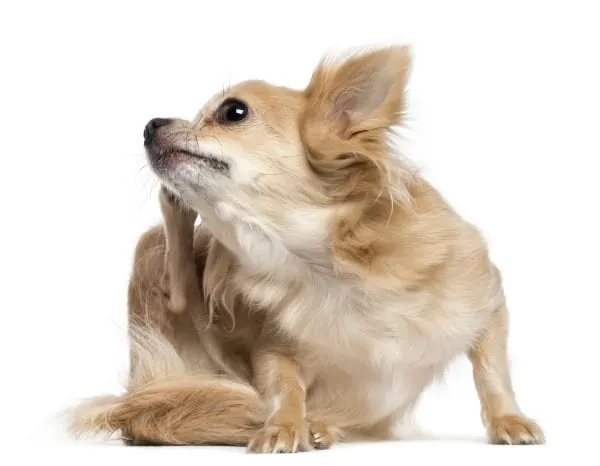 chihuahua scratching behind its ear