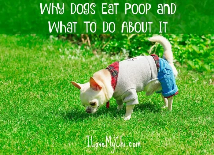 why are my dogs eating their poop