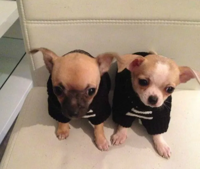 2 Chihuahua puppies