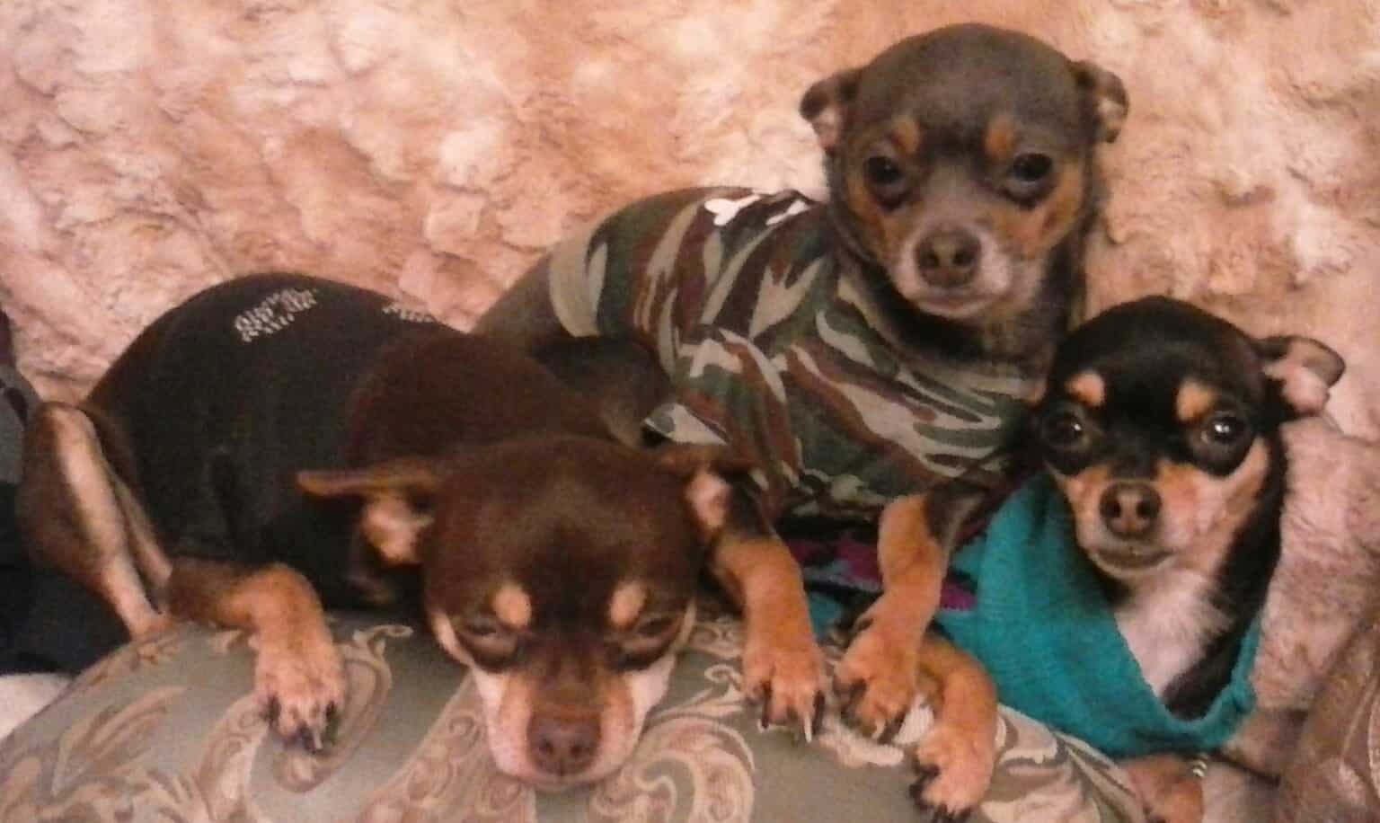 21 Things NEVER to Say to a Chihuahua Dog Parent
