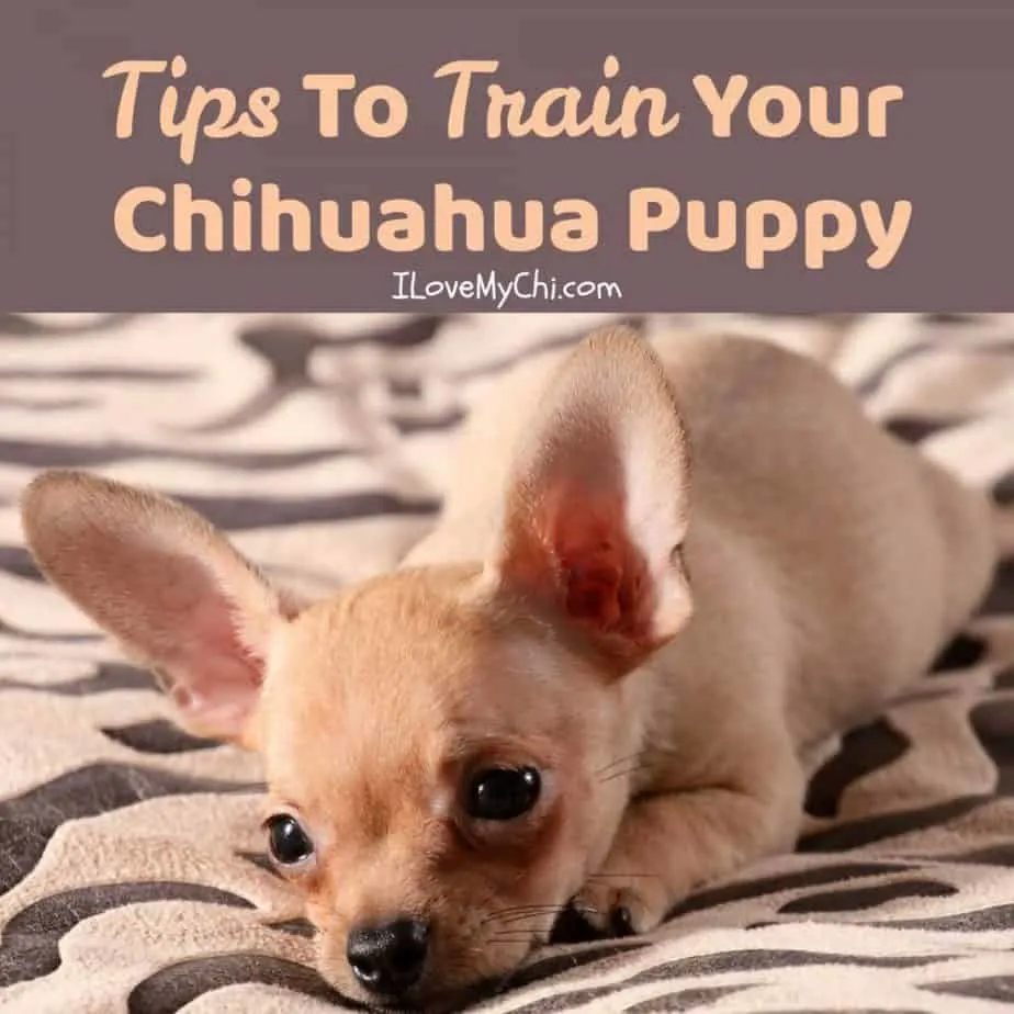 Chihuahua puppy laying on blanket.