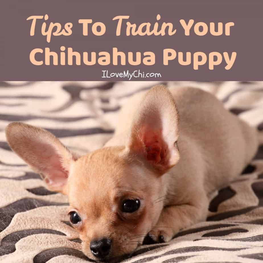 how to train your baby dog