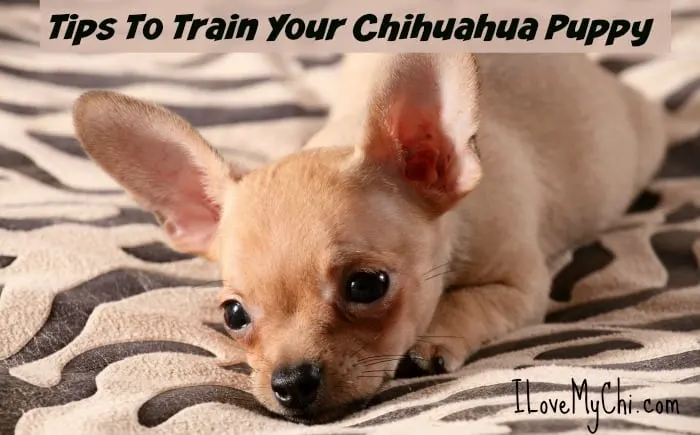 How to house train a store chihuahua puppy