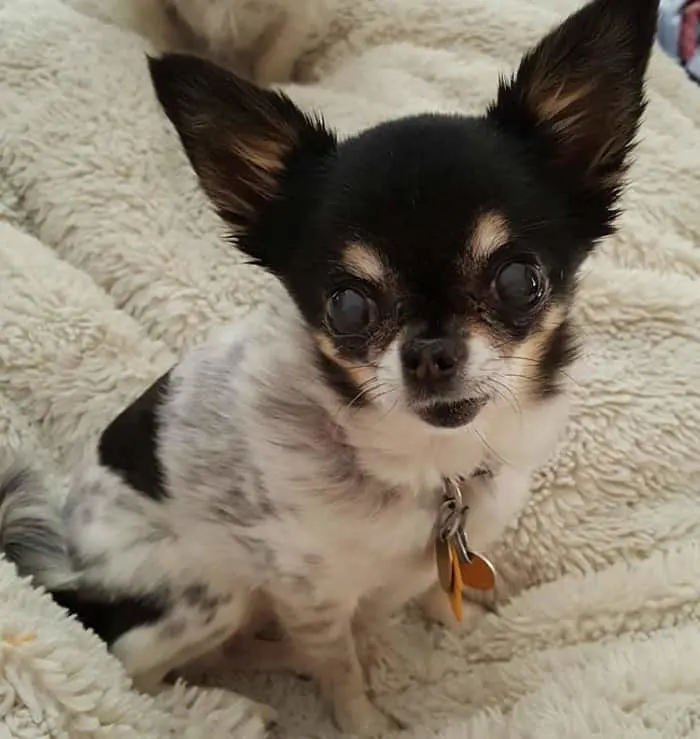 Long hair white and black chihuahua.