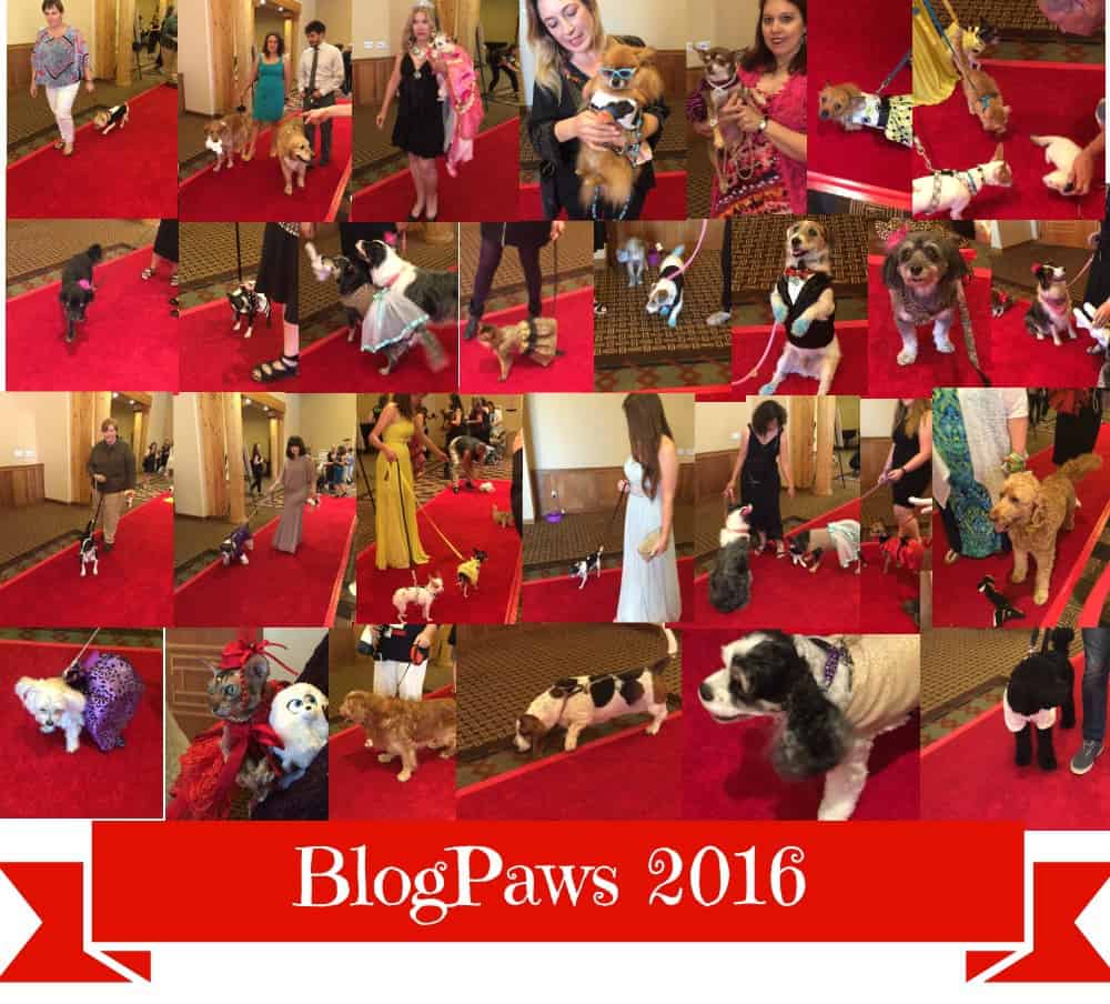 blogpaws 2016
