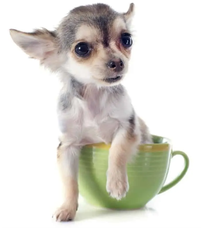 Tiny chihuahua in a green coffee cup.