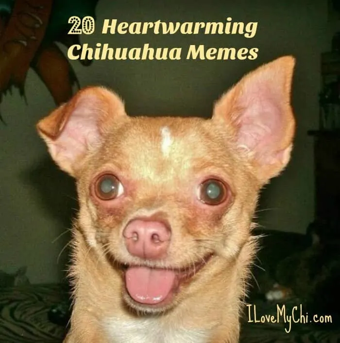 Heartwarming Chihuahua Memes I Love My Chi
