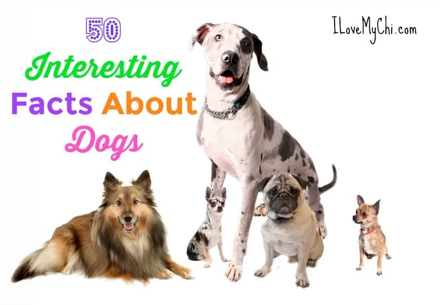 Things best sale about dogs