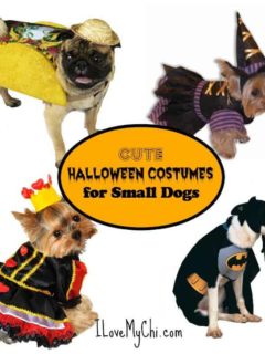 Cute Halloween Costumes for Small Dogs