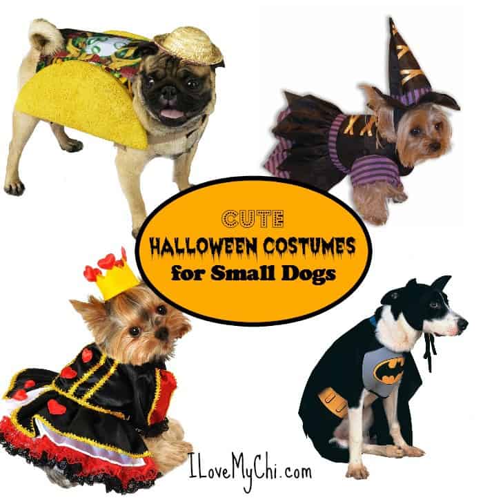 Cute Halloween Costumes for Small Dogs I Love My Chi