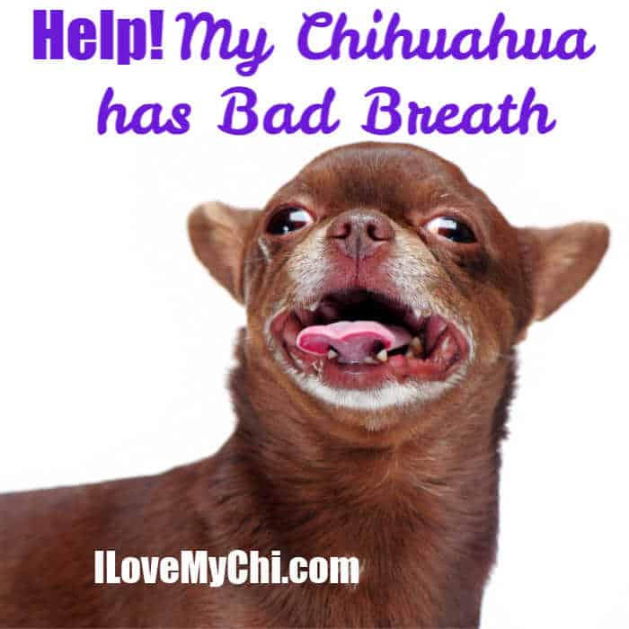 chihuahua smelly breath