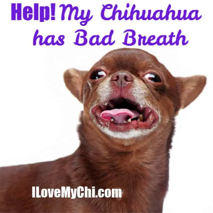 chocolate chihuahua with mouth open