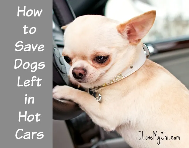 How to Save Dogs Left in Hot Cars I Love My Chi