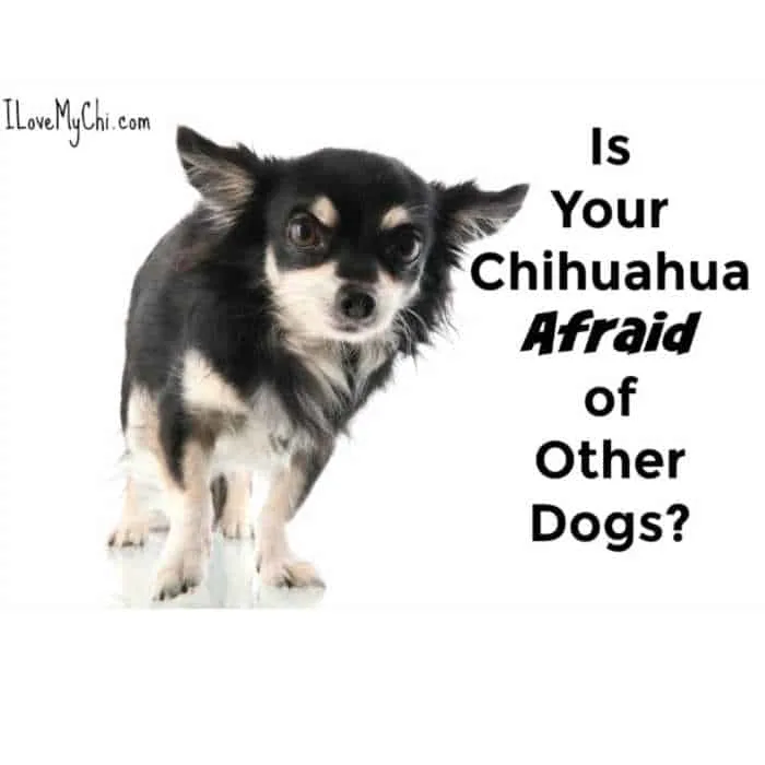 Frightened black and white chihuahua dog