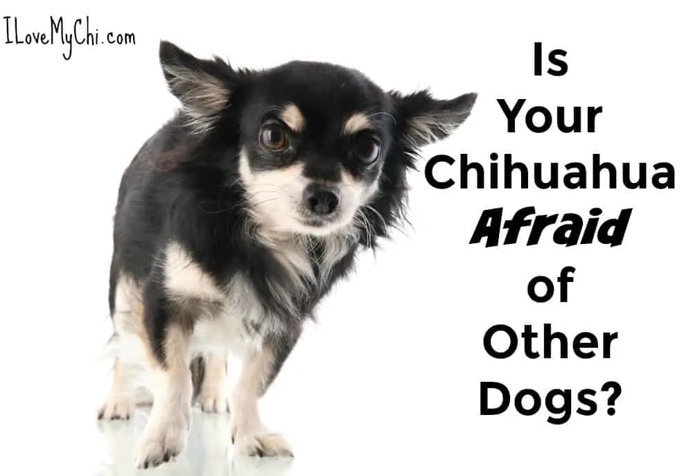 Frightened black and white chihuahua dog.