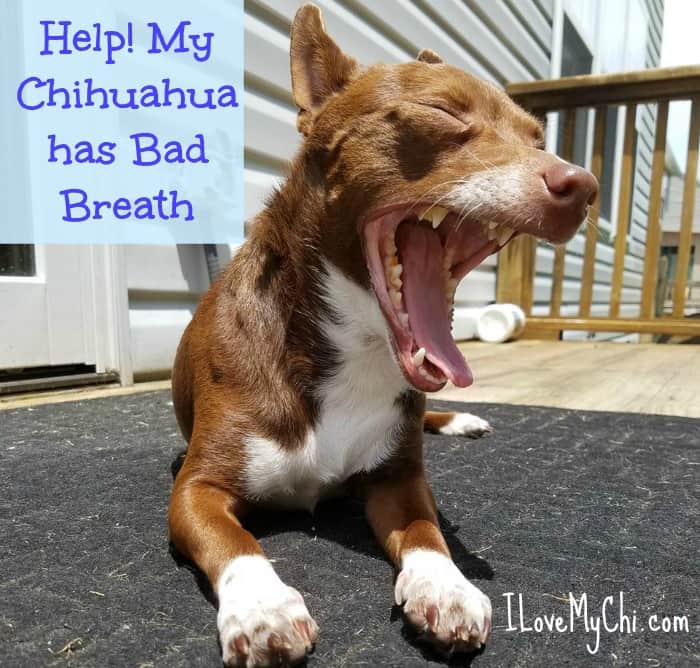 My Chihuahua Has Bad Breath