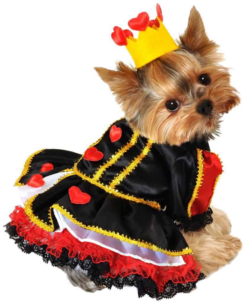 Cute Halloween Costumes for Small Dogs